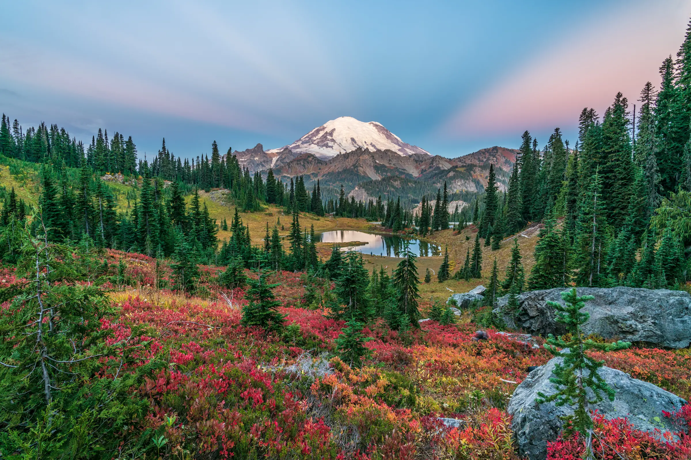 Wildflower meadow and evergreen forest beneath Mount Rainier